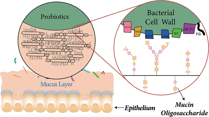 Oral probiotics Oral probiotics