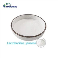 Organinės Lactobacillus Curvatus